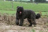 BOUVIER DES FLANDRES 199